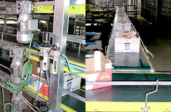 banana packaging facilities