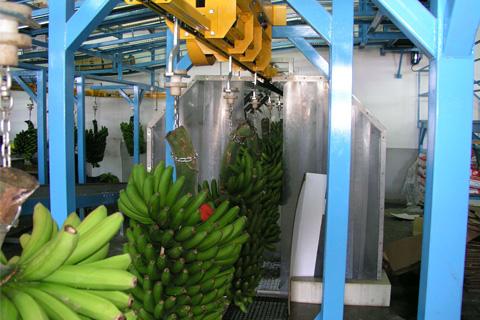 maquinaria para el empaquetado de plátanos en Tenerife