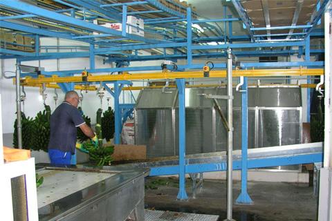 nuevas instalaciones en Tejina para el empaquetado de plátanos